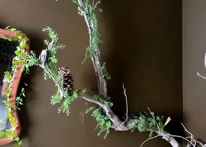 Πανσιόν Mirame Canarias